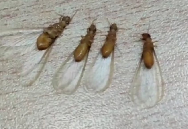 这群东西正夜袭兴安!遇到千万别这样做,后果很严重