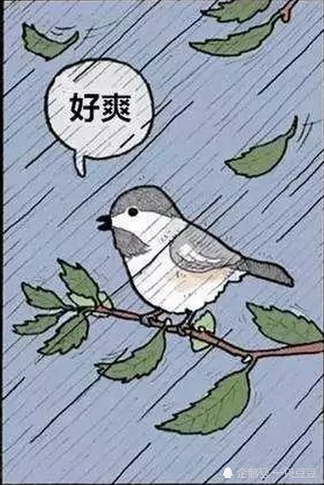 搞笑一刻:下雨天本以为小鸟会飞走,结果小鸟还觉得很