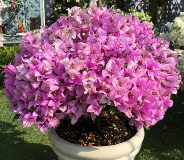 三角梅开花稀疏,颜色淡?掌握3点,盆栽花开满树,艳若