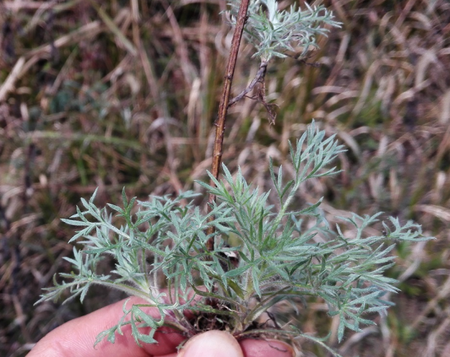 5种香草植物,驱蚊效果好,摆家里蚊子躲得远远的!