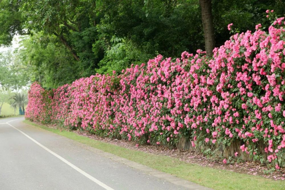 辰山植物园1500米月季花墙,快来