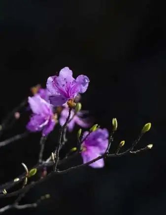 粉色的花瓣与黑色的块状火山熔岩相映成画 百花齐放,烂漫春光的美景