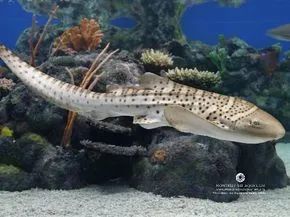 鲨鱼的胆子究竟有多大?