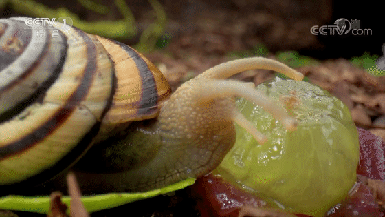 蜗牛竟有上万颗牙齿!它是如何进食的?