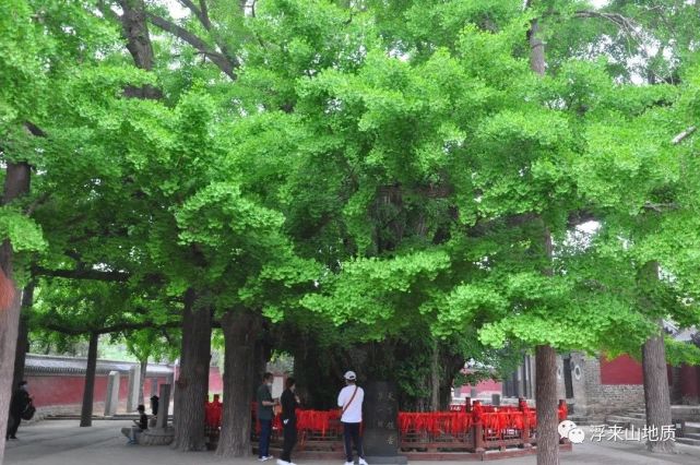 初夏的银杏树是这样的……|浮来山|千年银杏|莒县