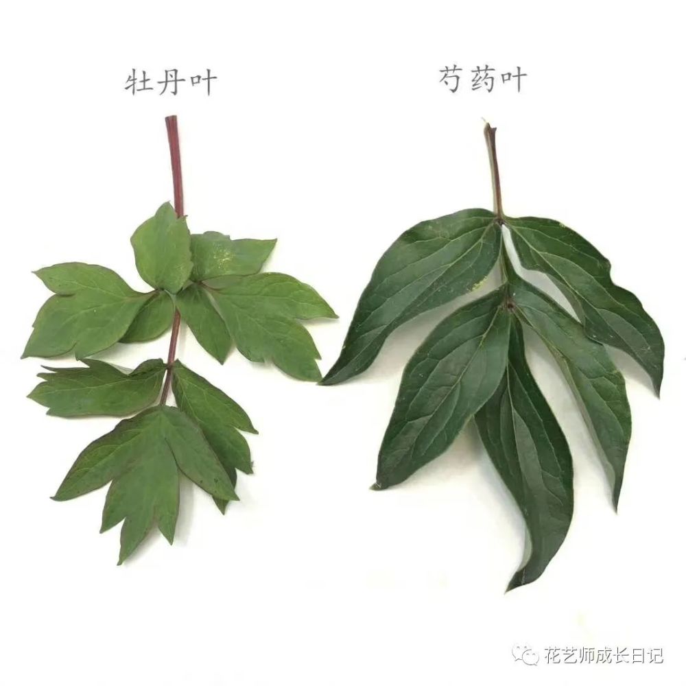 牡丹叶vs芍药叶