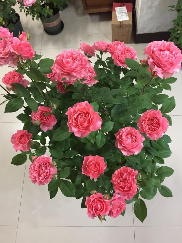 此款耐热月季花,夏花也完美,香气四溢,四季开花,盆栽也可以!