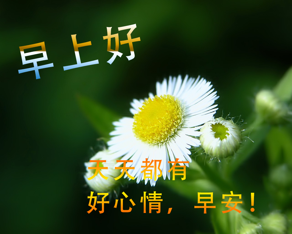 早上好问候祝福美句子 漂亮的鲜花祝福早安图片带字