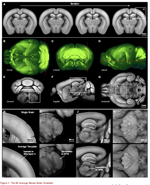 重磅艾伦研究院发布单细胞分辨率水平的小鼠脑3d图谱ccfv3