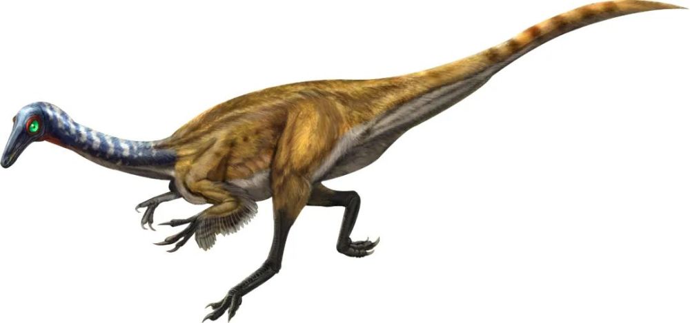 古似鸟龙:恐龙家族中的"飞人博尔特"