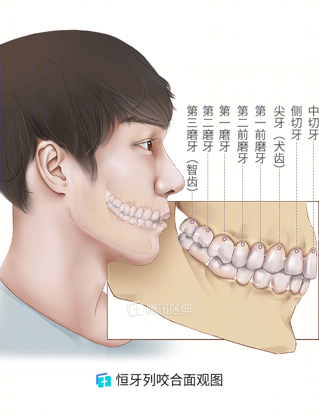 图 1 乳牙列咬合面观图所以,这些牙齿各有特点,分工不同,彼此配合起来
