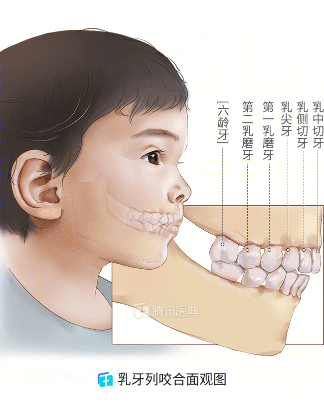 乳牙列咬合面观图