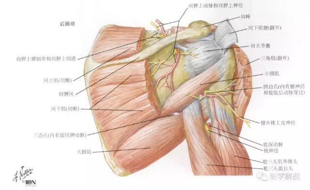 肩袖解剖详解内附mr断层图谱