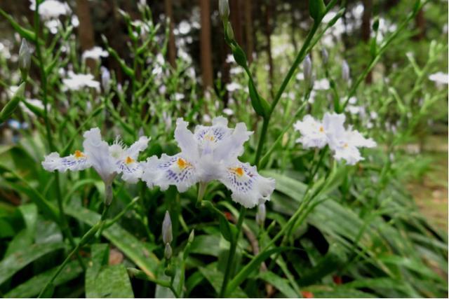 扁竹兰iris confusa