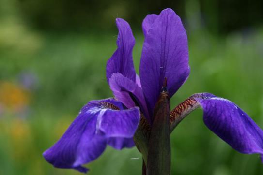 西伯利亚鸢尾iris sibirica