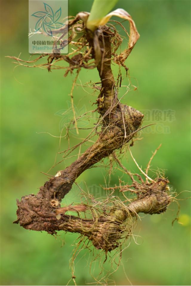 鸢尾的根状茎 图片来源:中国植物志
