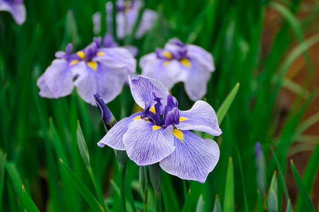 花菖蒲是由鸢尾属玉蝉花(iris ensata)选育获得的一个鸢尾园艺品种群