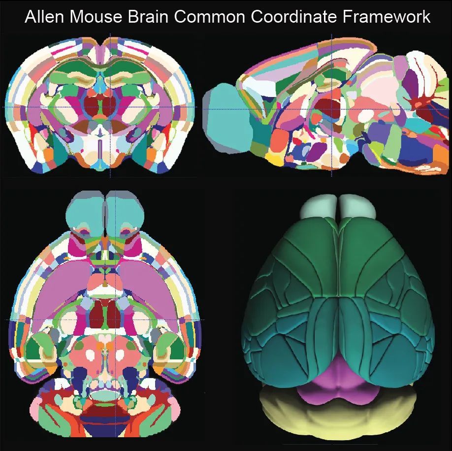 今日《细胞》重磅:最新版小鼠3d大脑图谱出炉,可精确定位单个细胞