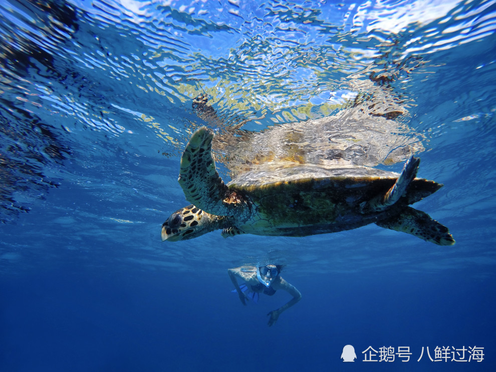 海洋中的塑料垃圾"香气逼人",闻起来像虾子海龟易误食