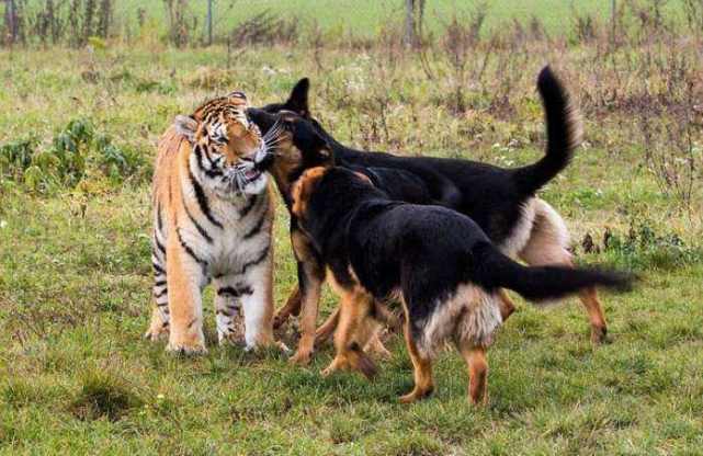 狼狗是最凶猛的狗,当20头狼狗对上一只老虎,它们的