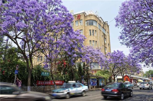 共赏最美蓝楹花,同游昆明网红路
