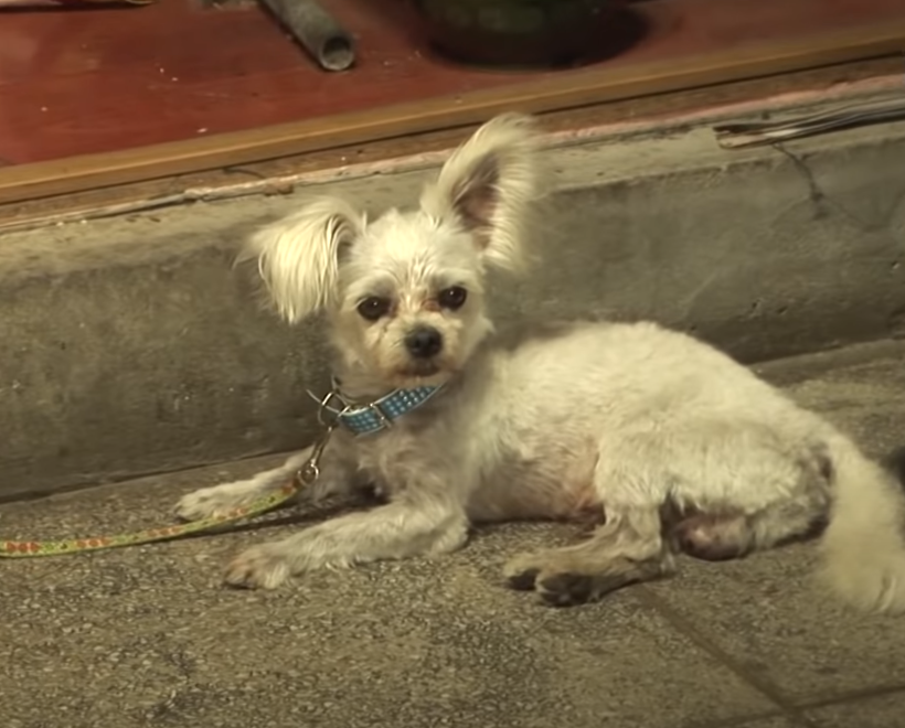 狗狗想跟女子的爱犬谈恋爱 却屡次被拒之门外 狗子 我们太难了 591资讯