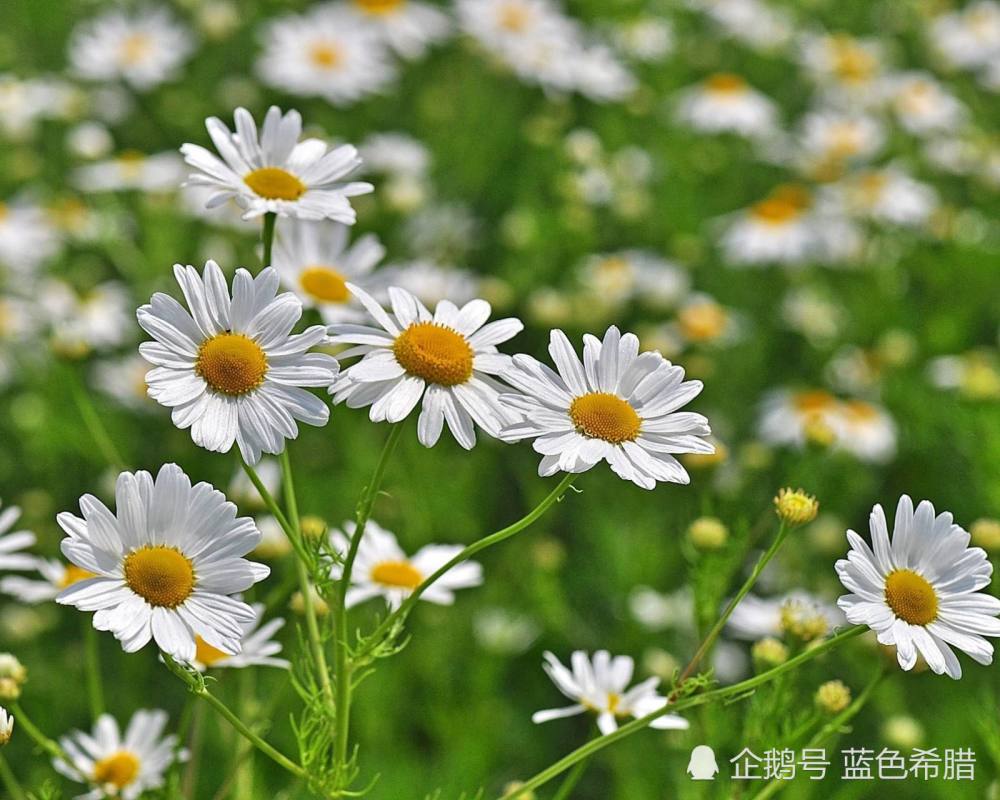 小雏菊有野生也有种植的,野生的大部分以黄色的白色居多.