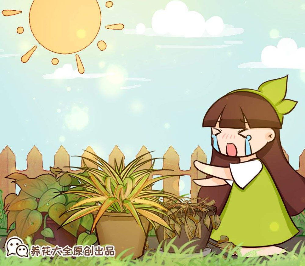 天热了,4种花中午不能暴晒,否则就晒成干柴火啦!