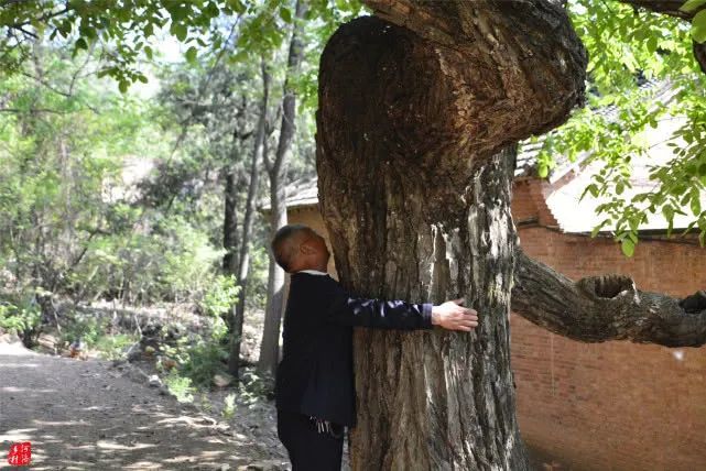 嵩县山村有棵几百年核桃树,小树洞住蜜蜂,大树洞透着天能藏人