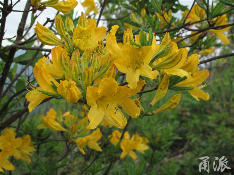 (羊踯躅(又名闹羊花,黄牯牛花,杜鹃花科,花朵作闹羊花入药,毒性强)羊