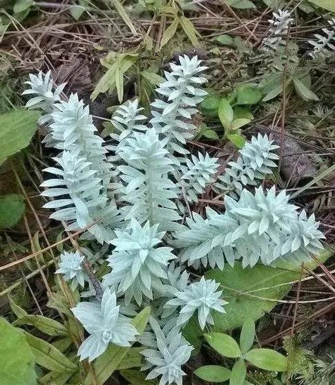 民间草药:鹿茸草