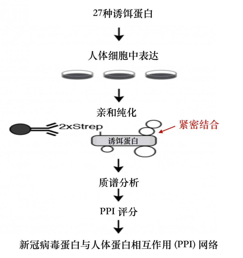 亲和纯化质谱法实验流程图