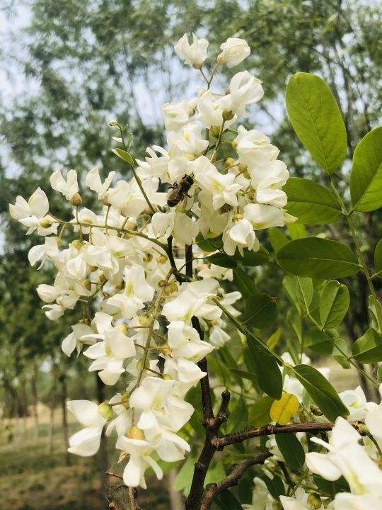 摘点槐花吃算什么,真厉害的都开始扦插槐树了,超简单!