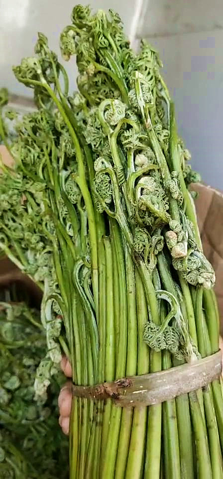 蕨类山野菜有很多种 蕨菜,相当普通的一种野菜,量大,几块钱一斤,吃之