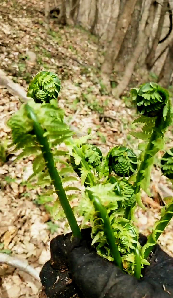 薇菜(牛毛广):大名鼎鼎的出口山野菜(干制品).晒干的薇菜比