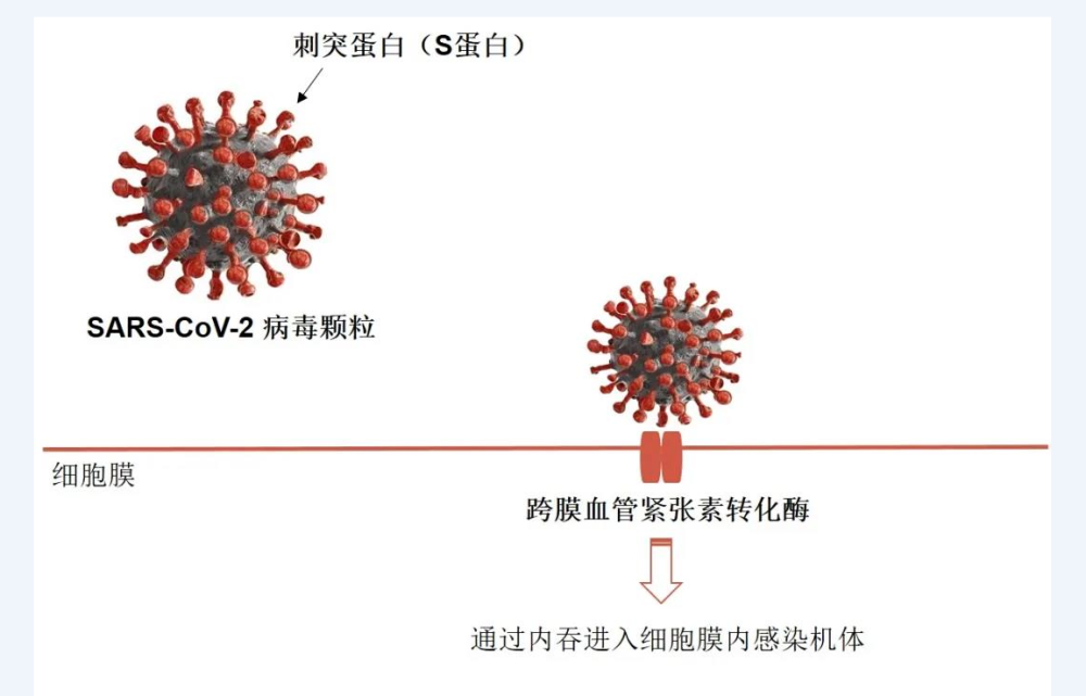 中美企业携手开发新冠抗体药物,在全球推进临床研究