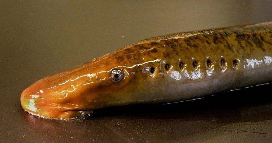 6亿年来几乎没有变化的七鳃鳗你就知道了. lamprey. wikipedia.