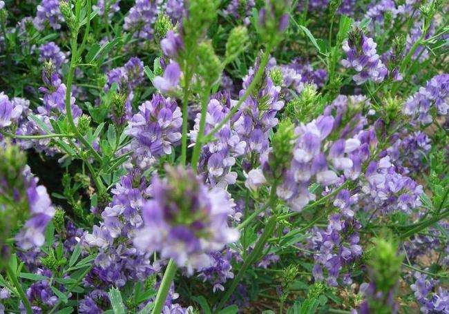 黄淮地区种植紫花苜蓿,选对节点和方法,确保种植成功和利用率