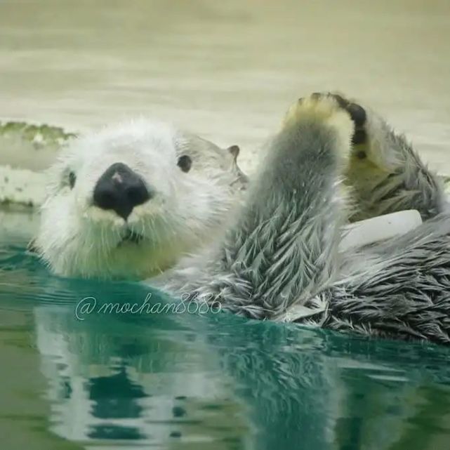 海獭may即使已经是奶奶般的存在,也还是活力满满小