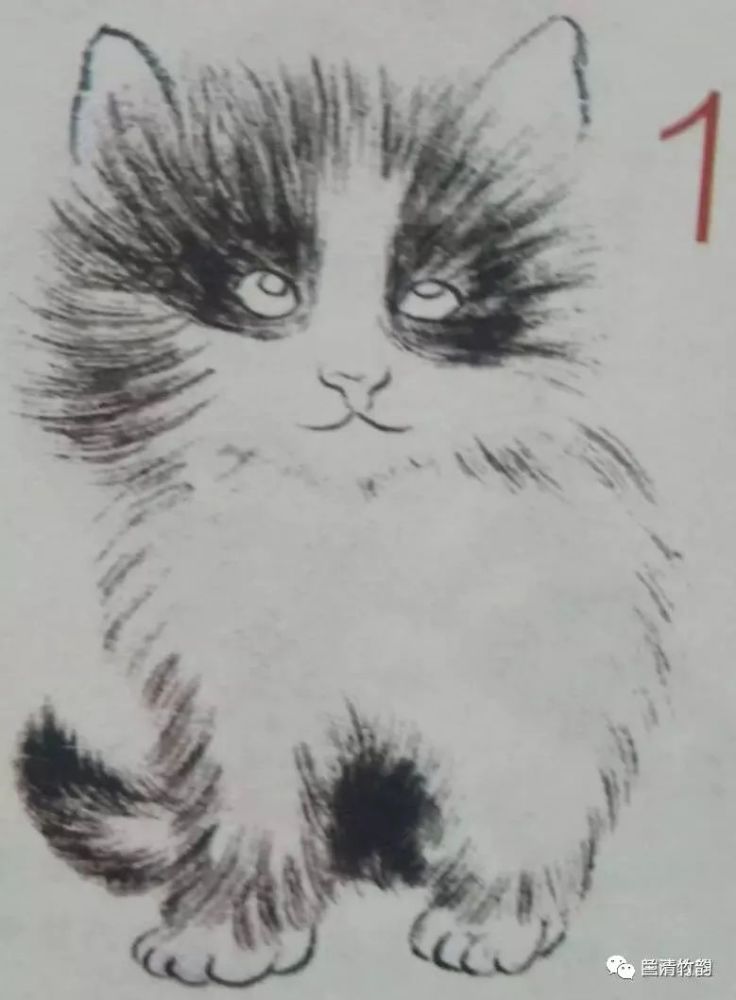 怎样画猫:猫的工笔画法分部位说明,画猫的几种着色法