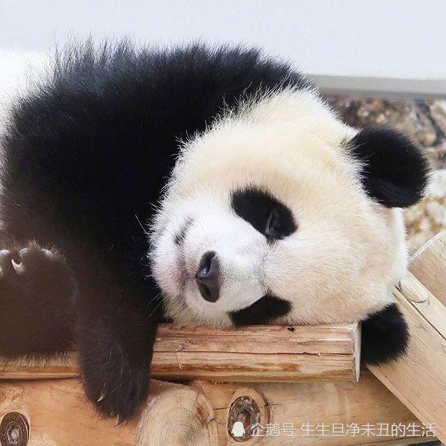 毛茸茸的小熊猫,圆滚滚的姿势,好可爱,好萌,好治愈哦