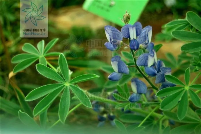 多叶羽扇豆的叶,像一把"羽毛扇"(图片来源于中国植物图像库 宋鼎/摄)