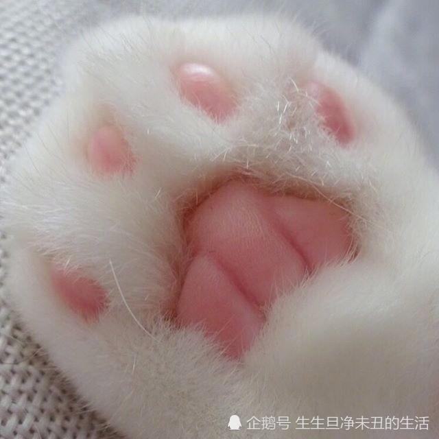 养着这样一只白白的小猫仔,粉粉的肉垫垫,萌爪爪,度过
