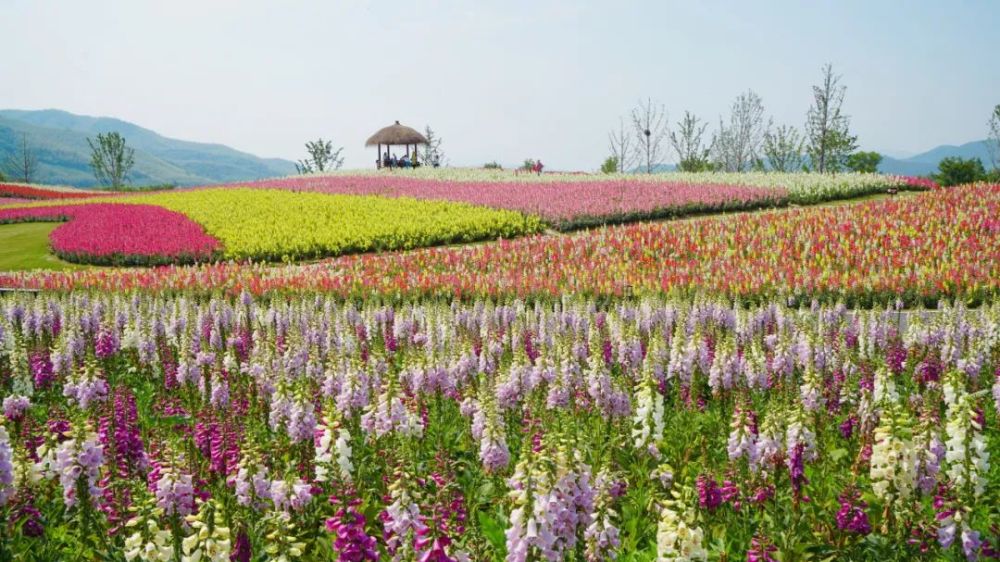 径山花海