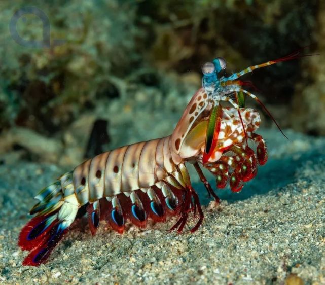 海底深处的猎手|雀尾螳螂虾|节肢动物|孔雀|地球