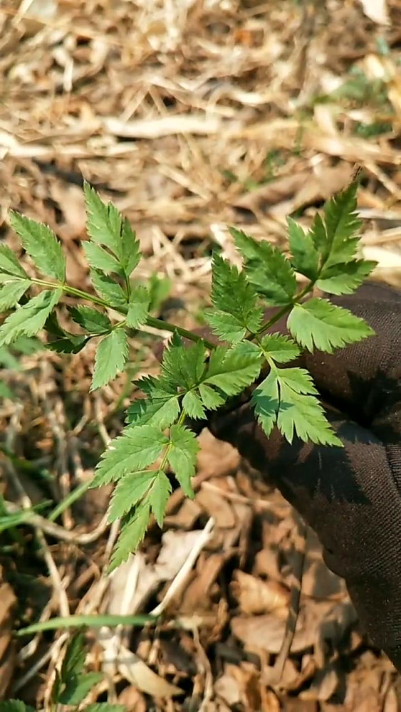 野生的芹菜真的那么好吃吗?最常见的有几种?