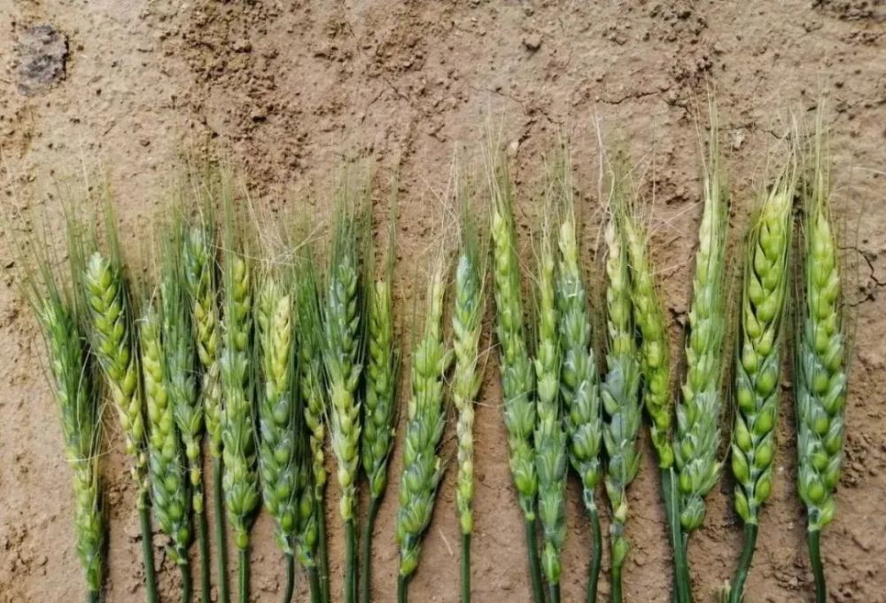 正在穗分化期对低温敏感的小麦遭受冻害,很多成了"哑巴穗";4月21,22日