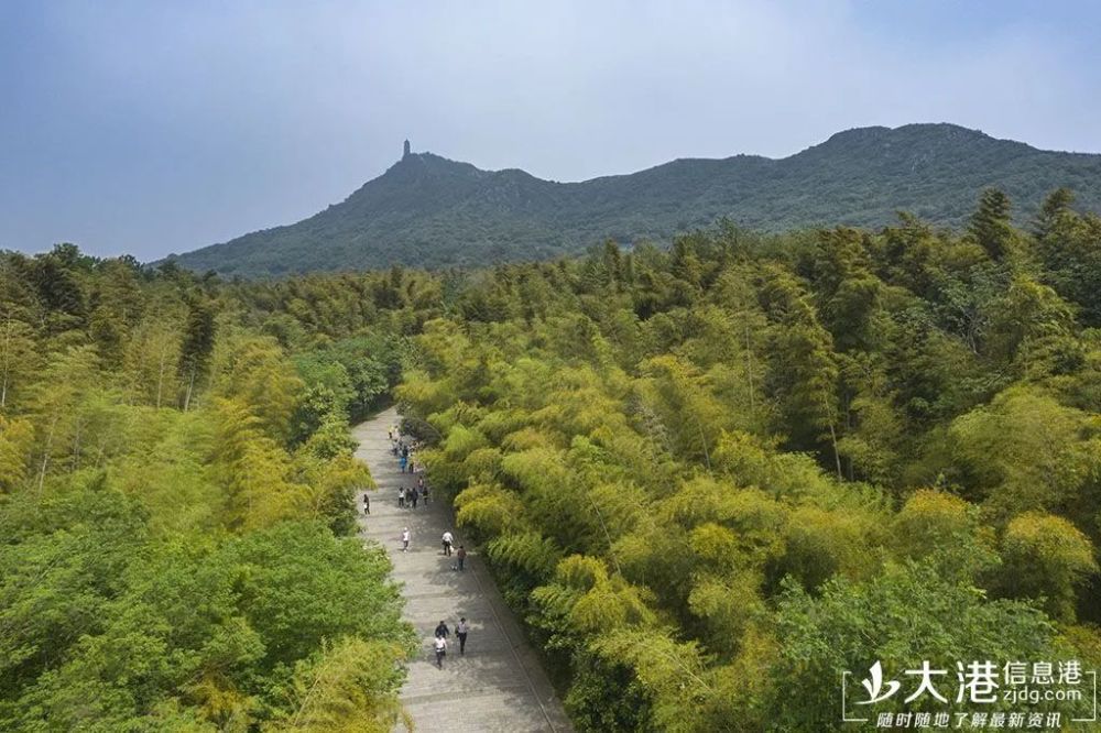 面临生死存亡!镇江新区圌山风景区竹笋遭"毒手"