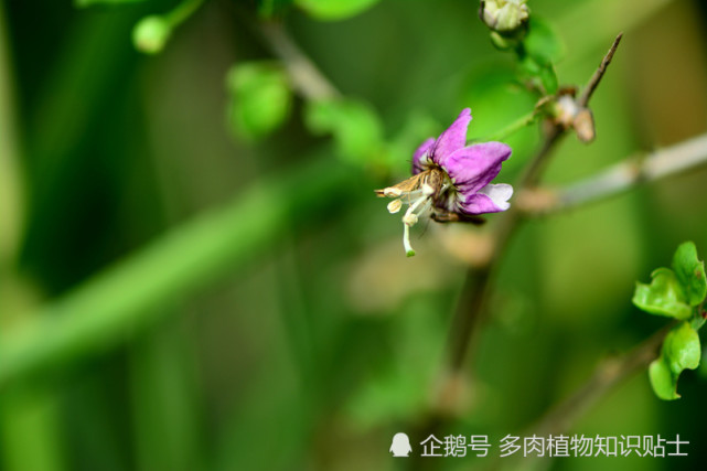 春天里的植物世界,带你去看看不为人知的动植物圈子