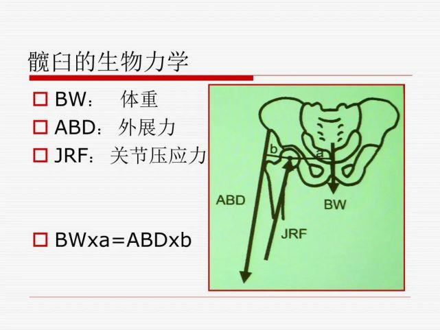 一文掌握|髋臼的解剖,生物力学与受伤机制